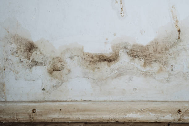 Best Basement Mold Removal  in Clay, AL